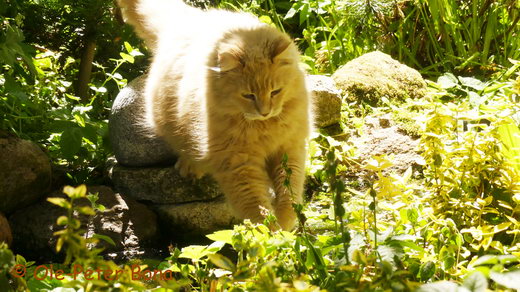 Sibirische Katzen Floris von der Gronau