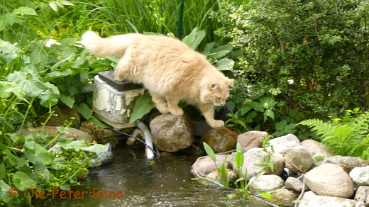 Sibirische Katzen Floris von der Gronau