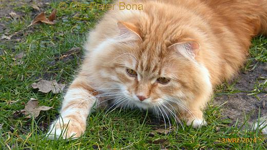 Sibirische Katzen Max von der Gronau