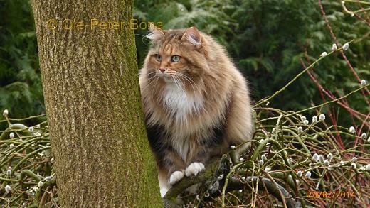 Sibirische Katzen Moritz von der Gronau