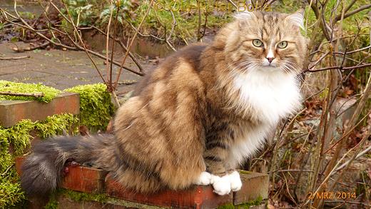 Sibirische Katzen Moritz von der Gronau