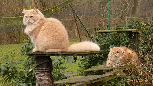 Sibirische Katzen Tatjushka von der Gronau