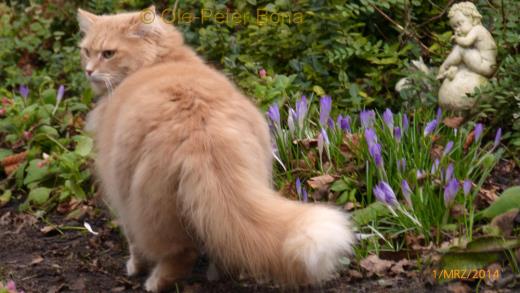 Sibirische Katzen Floris von der Gronau