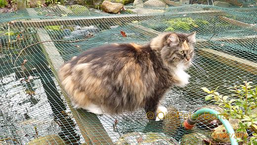 Sibirische Katzen Tatjushka von der Gronau