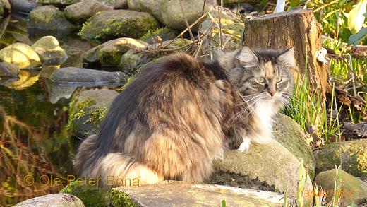 Sibirische Katzen Max von der Gronau