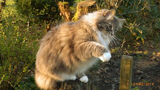 Sibirische Katzen Max von der Gronau