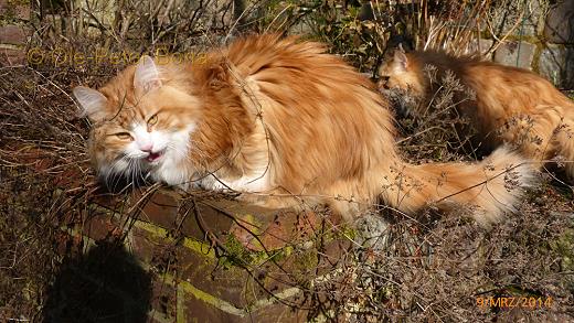 Sibirische Katzen Max von der Gronau