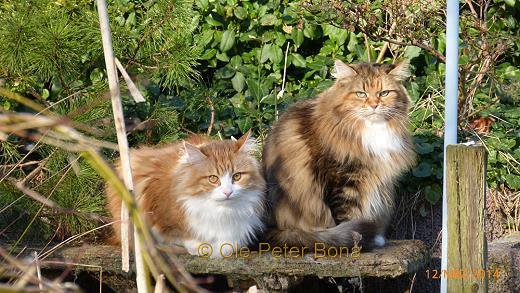 Sibirische Katzen Max von der Gronau