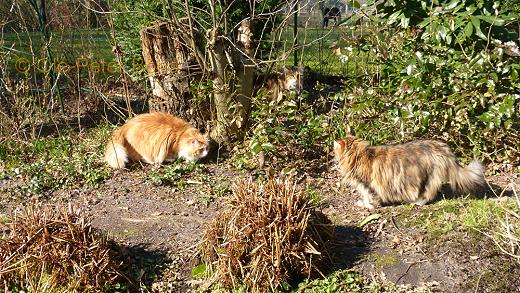 Sibirische Katzen Max von der Gronau