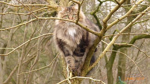 Sibirische Katzen Max von der Gronau