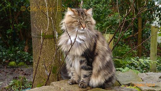 Sibirische Katzen Max von der Gronau