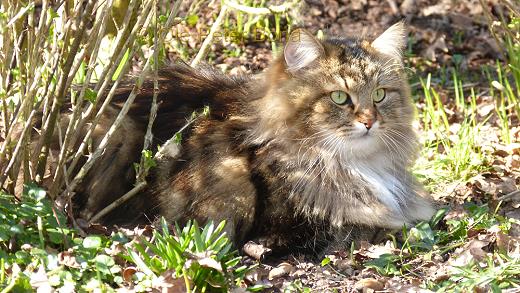 Sibirische Katzen Max von der Gronau