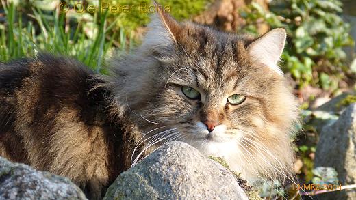 Sibirische Katzen Max von der Gronau