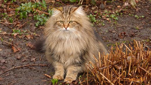 Sibirische Katzen Max von der Gronau