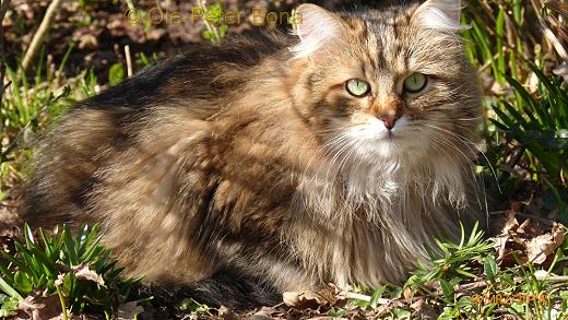 Sibirische Katzen Max von der Gronau