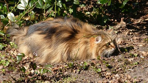 Sibirische Katzen Max von der Gronau