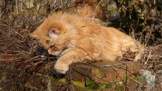 Sibirische Katzen Max von der Gronau