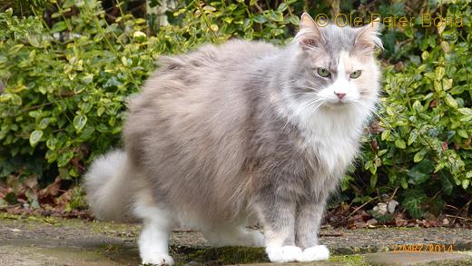 Sibirische Katzen Tatjushka von der Gronau