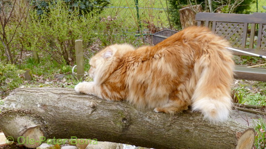 Sibirische Katzen Zaimka Avos