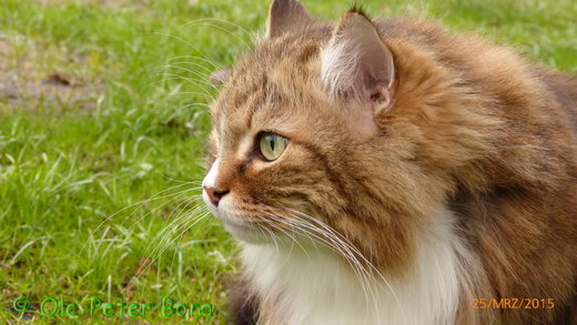 Sibirische Katzen Fadejew vom Schloßpavillon