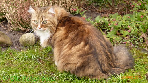 Sibirische Katzen Fadejew vom Schloßpavillon