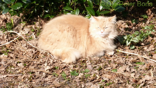 Sibirische Katzen Floris von der Gronau