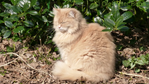 Sibirische Katzen Floris von der Gronau