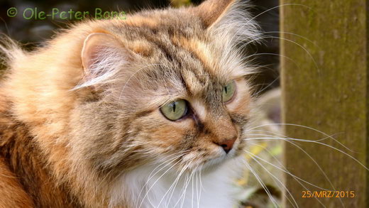 Sibirische Katzen Gwenja von der Gronau