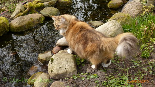 Sibirische Katzen Gwenja von der Gronau