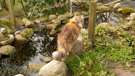 Sibirische Katzen Gwenja von der Gronau