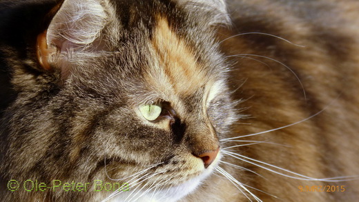 Sibirische Katzen Hela von der Gronau