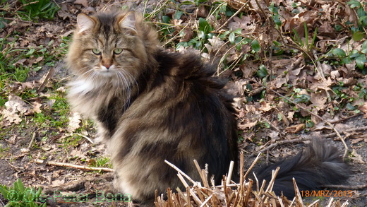 Sibirische Katzen Max von der Gronau