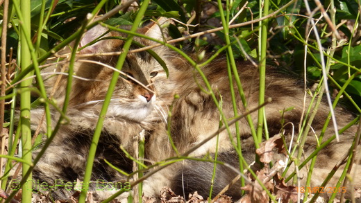 Sibirische Katzen Max von der Gronau