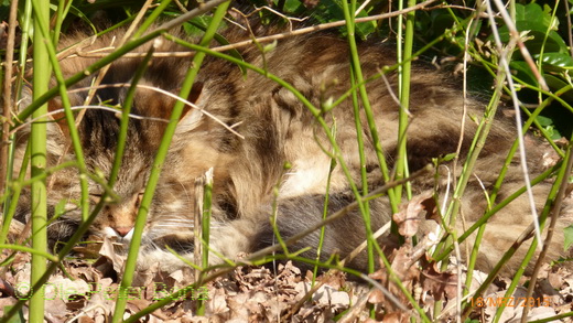 Sibirische Katzen Max von der Gronau