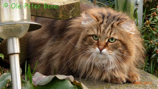 Sibirische Katzen Moritz von der Gronau