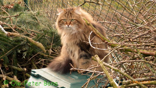 Sibirische Katzen Moritz von der Gronau