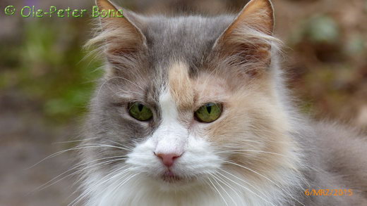 Sibirische Katzen Max von der Gronau