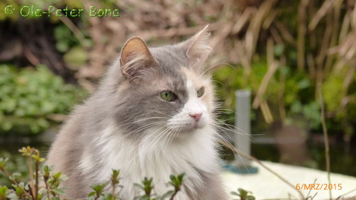 Sibirische Katzen Max von der Gronau