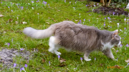 Sibirische Katzen Max von der Gronau