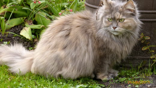 Sibirische Katzen Yanisha von der Gronau