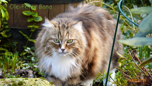 Sibirische Katzen Fadejew vom Schloßpavillon