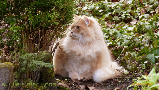 Sibirische Katze Floris von der Gronau