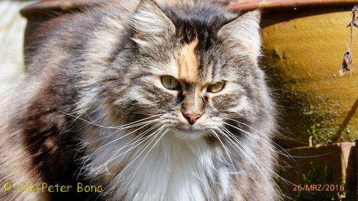 Sibirische Katzen Hela von der Gronau