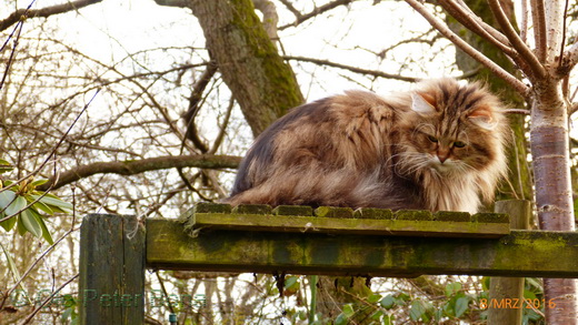 Sibirische Katzen Moritz von der Gronau