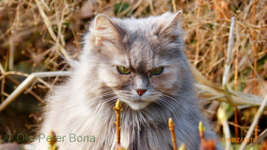 Sibirische Katzen Yanisha von der Gronau