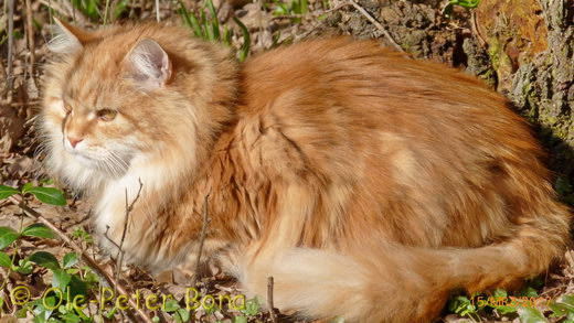 Sibirische Katzen Zaimka Avos