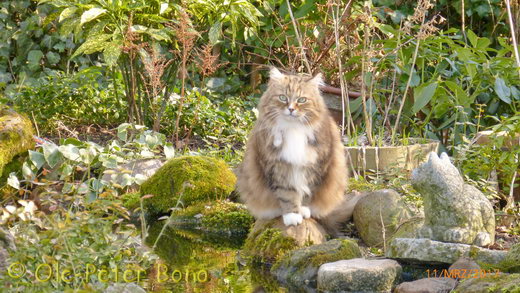 Sibirische Katzen Fadejew vom Schlosspavillon