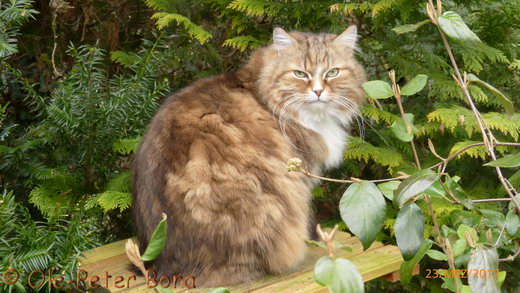 Sibirische Katzen Fadejew vom Schloßpavillon