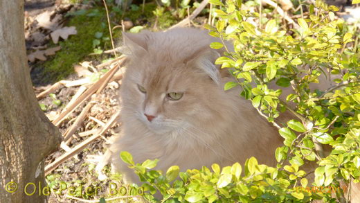 Sibirische Katzen Floris von der Gronau