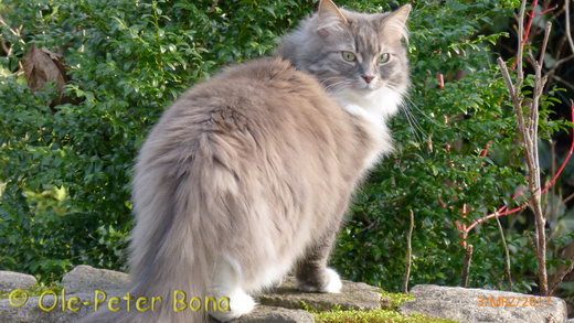 Sibirische Katze Hetty von der Gronau